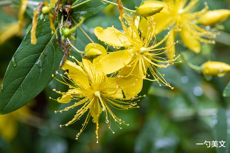 |人到五十，越发沉默，不说，不是苟且，而是禅意，是大智慧