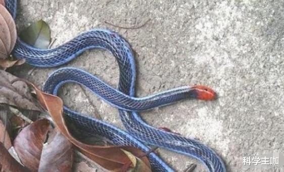 毒蛇|“冰火蛇”是什么来头？为什么它会被认为是地球上毒性最强的蛇？