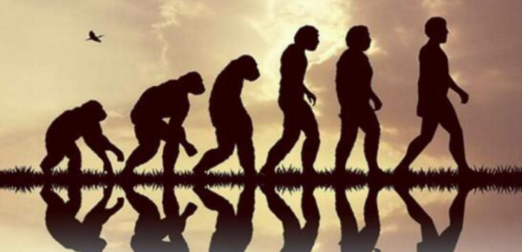 |美国一大猩猩进化出人类手指，引起全球轰动，未来会进化成人类？