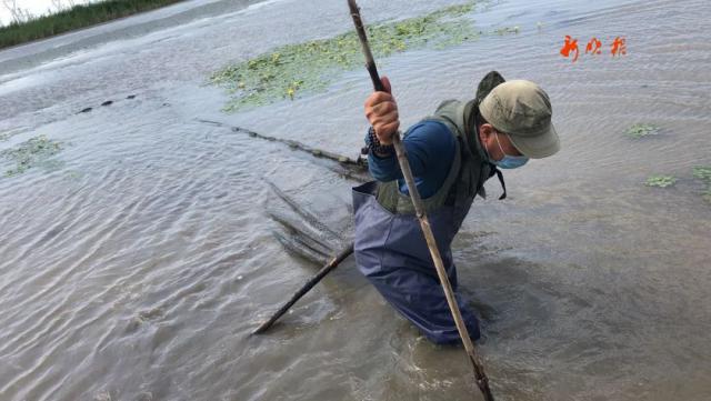 半岛晨报|河里捞出一“外来入侵物种”，20cm长！专家：极其凶狠