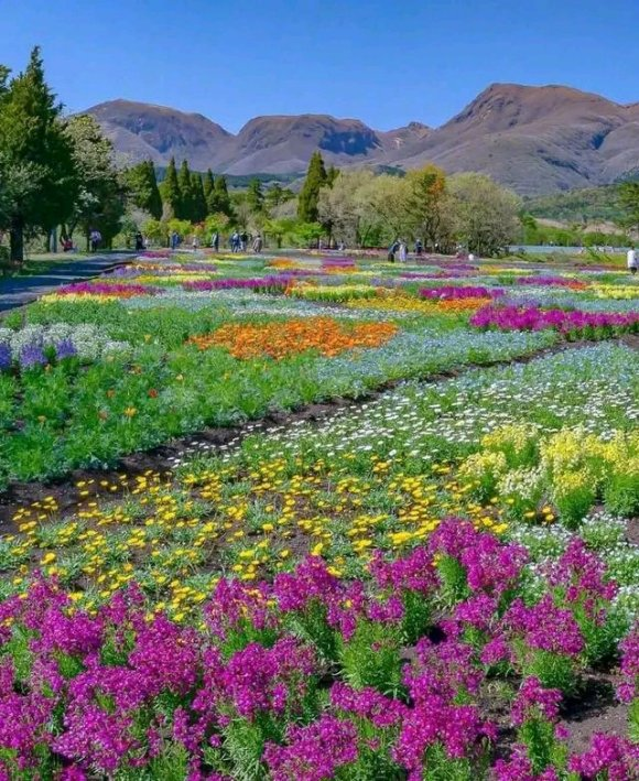 康定|中国这个地方，漫山遍野都是花，去了都不想回！