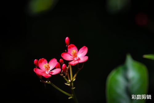 生肖|10月份桃花来临，能遇上自己的真爱，感情快速升温的四大生肖