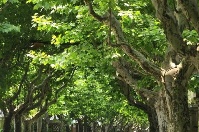 杭州@刚刚！杭州发布双预警！强雷电、大风、暴雨来了！