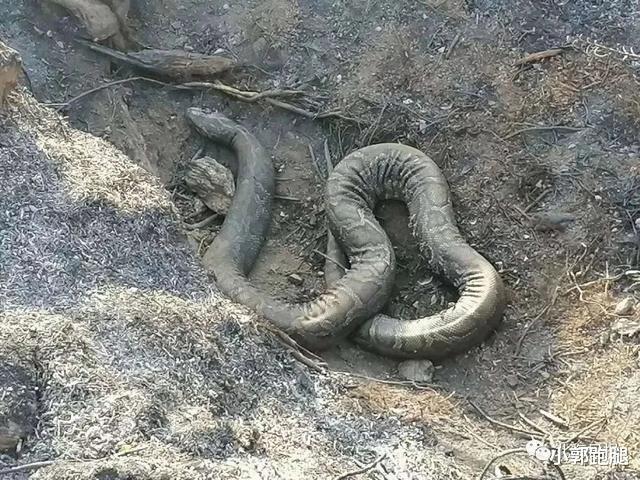 「广西」广西一景区突发火灾，30公斤巨蟒惨了…