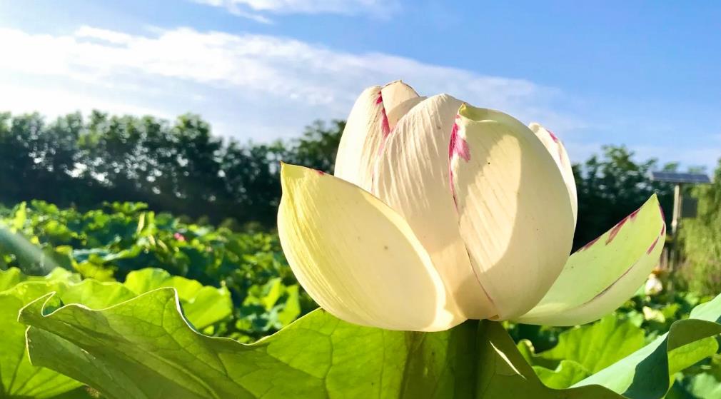 「西咸新区」西安最大的荷花基地，有上千个品种已经盛开，美不胜收，不要门票