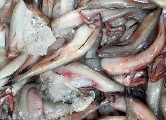 海鱼|营养又便宜的4种海鱼，几乎“没有腥味”，吃着相当过瘾！