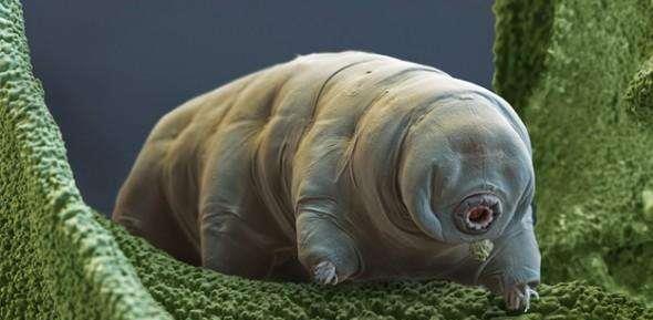 「水熊」地球上4大“不死神兽”，时间对于它们无效，死亡对他们是件难事