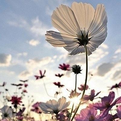 运势|总有几个星座苦难到头，一路飞升，迎接美好