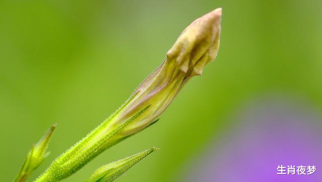 【运势】4月底，桃花正红，姻缘降临，3生肖独爱一见钟情，旧情人回心转意