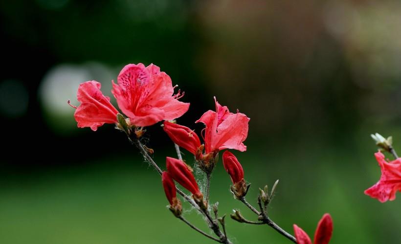 旧爱|10月之后，喜鹊送良缘，桃花藏爱意，感情终于看到希望的四大星座