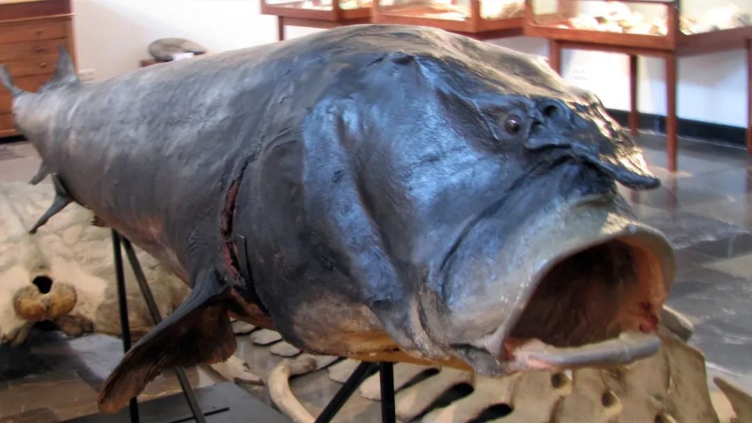 水底奥秘|世界上最大的5种淡水鱼，巨型黄貂只能排末位，很多已经濒危！