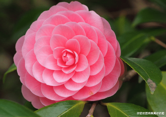 []6月末，4属相华丽转运，横财发达，行大运赚大钱，事事顺心如意