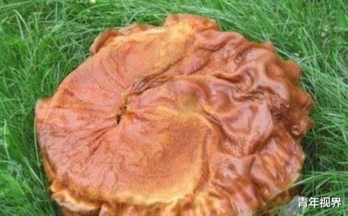 【科学家】“太岁”到底是什么生物？科学家给出答案：它已违背了自然规律！