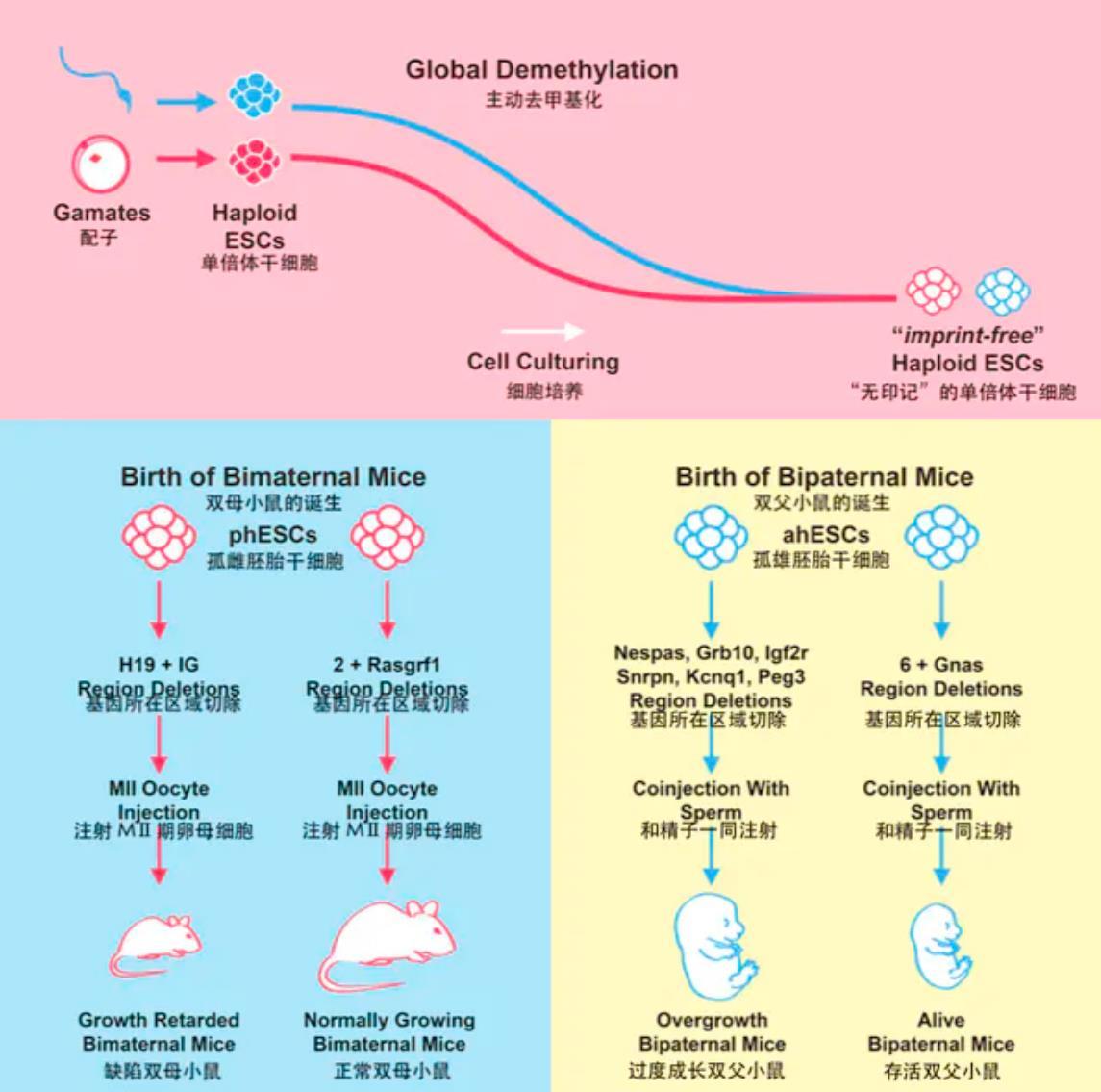 基因|同性老鼠已经生出了幼崽，人类离同性生殖还远吗？你能接受吗？