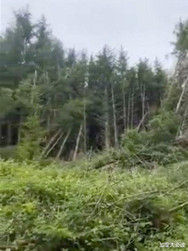 英国|离奇！英国男子声称发现“UFO坠毁地点”，大批树木连根倒下
