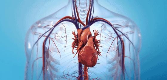 人工心脏|来自5万年前的人造心脏，其构造精密无比，却令科学家困惑不已
