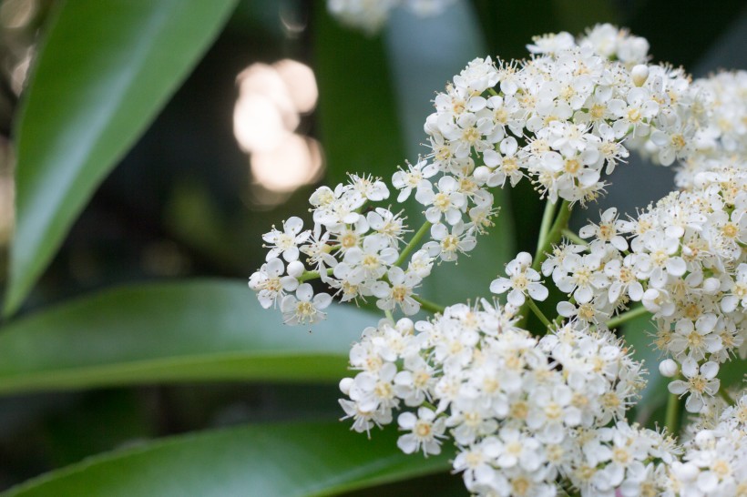 [生肖]近期内，姻缘运较浅，宜考虑事业的四大生肖