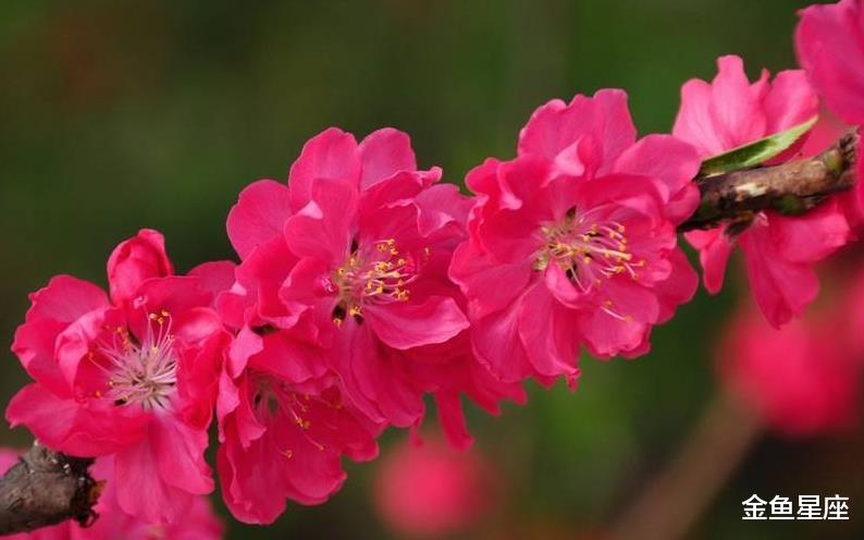 【十二星座】惹不起的3属相，最近10天大难已过，鸿运当头，财运来