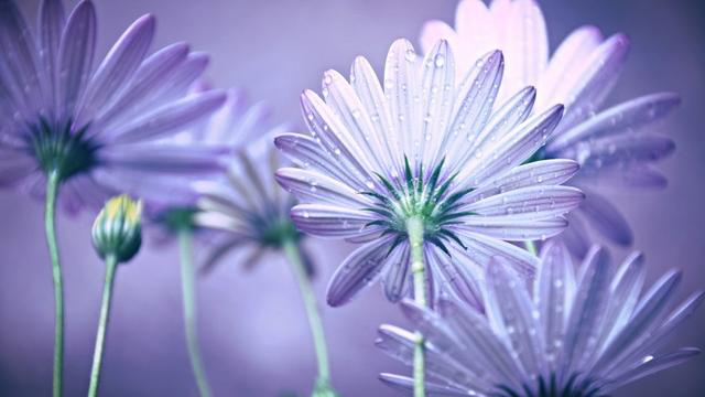 「」6月，在坎坷挫折中历练，只要用心对待，每天都会光芒四射的星座