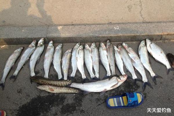 泥鳅|民间传统钓:米级翘嘴怎么钓?就用这两种远投钓法,天天钓都不腻