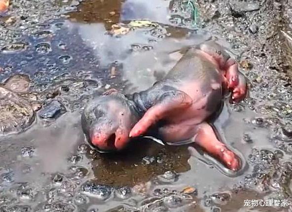女子在街上走时，听到水坑中传来叫声，找到后都不忍心看了