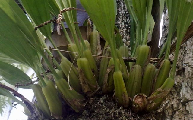 植物|一棵就一片叶子，还常生在树上，20元一斤，见到重视