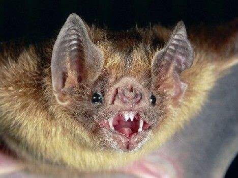 「水母」地球上真实存在的怪兽