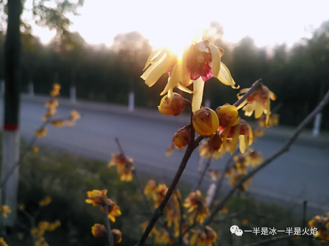 一半是冰一半是火焰 ?小寒访蜡梅：且趁眉间喜色开