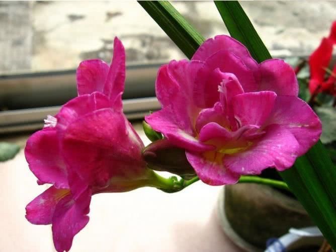 运势|8月中旬开始运势天天攀升，赚足财帛，日子富足的四大生肖