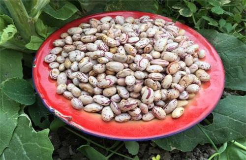 茄子■农村有一些蔬菜是可以晒干的，留着冬天吃，你吃过的有哪些？