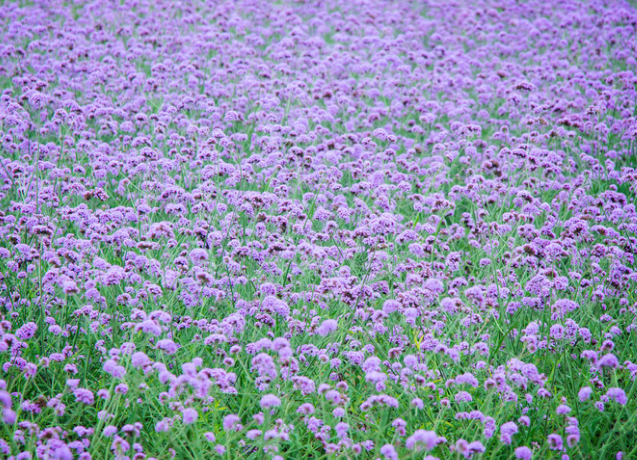 『属牛』踏入5月中下旬,4生肖属相工作发展趋势一帆风顺,生活人生得意,翻过越红火