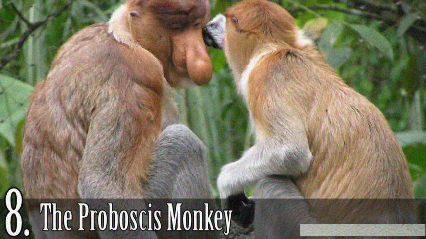 「裸鼹鼠」全世界最丑的十大生物，第一名被黑了好多年，心疼！