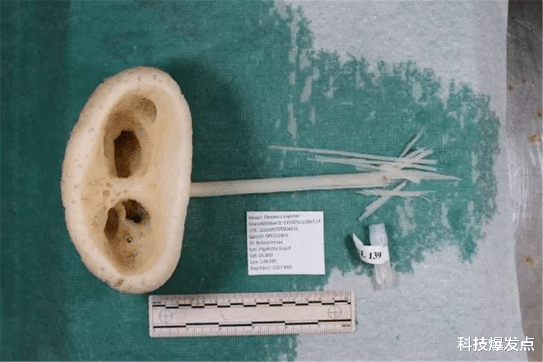 科学家|俄罗斯科学家发现神秘生物，被怀疑是外星生命，这不是猪鼻子吗？