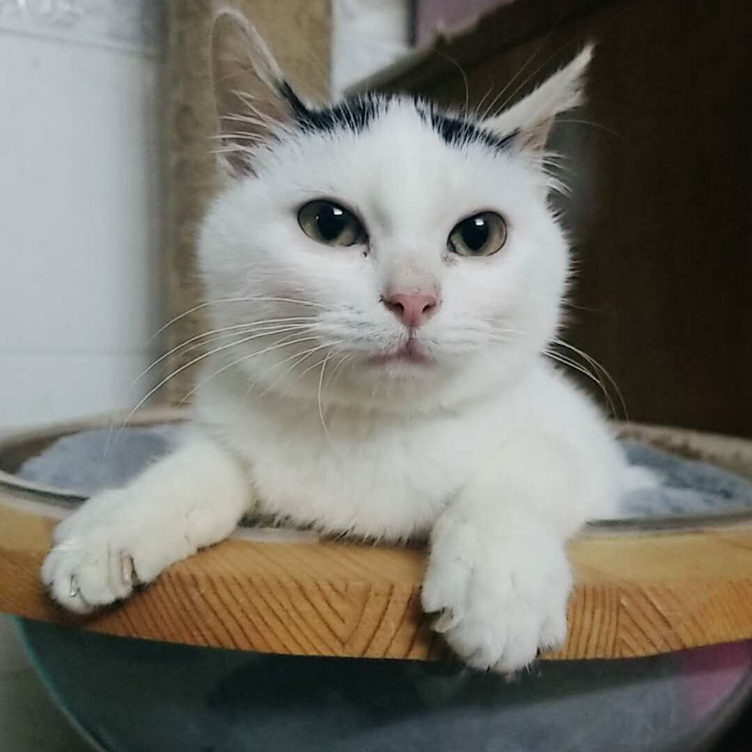 蟒蛇@世界奇闻之巨大水蛭、世界巨蟒和死神猫咪