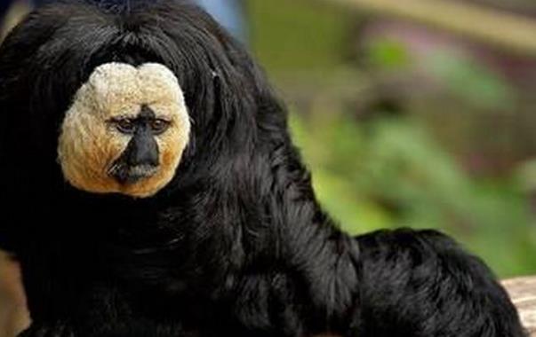 []灭绝了80年的生物突然“重出江湖”，这意味着什么？专家：离远点