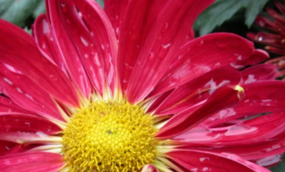 运势|十一月上旬开始，财富上涨，财运大发，幸运相随的生肖