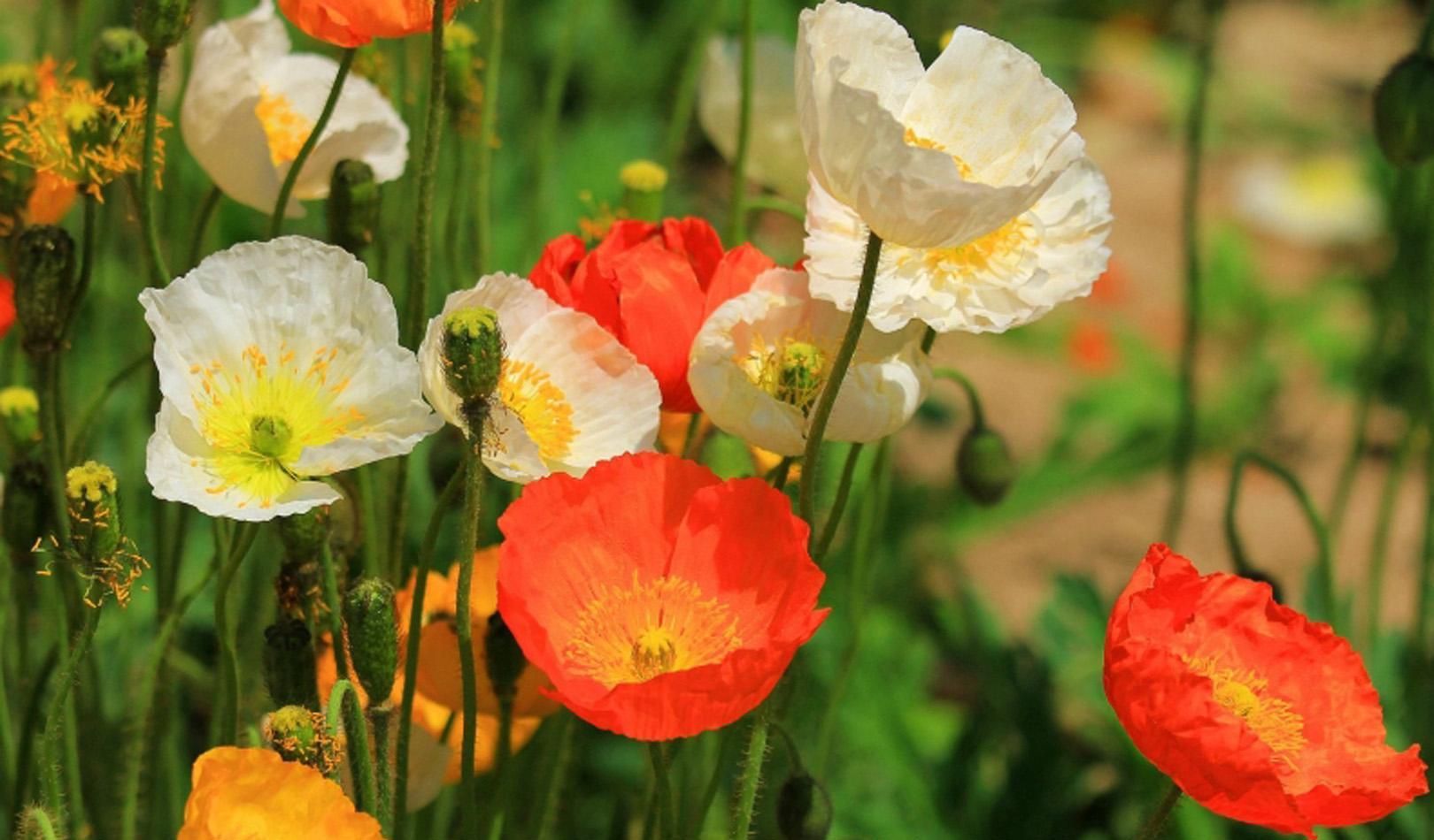 星座性格|独立性强，无需别人温暖自己的星座，不依靠别人，冷暖自知