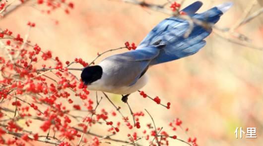 #生肖#财运滚滚的3大生肖，财运亨通，财富不断找上门！