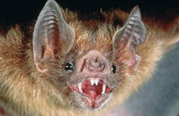 蝙蝠|有人说蝙蝠长相与老鼠相似，就是多了一对翅膀，那它们是一个家族吗？