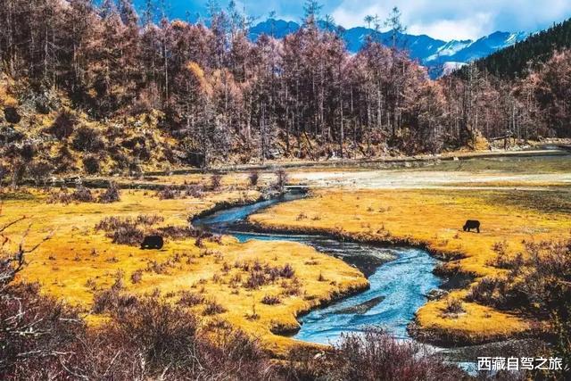 南京|川西红叶彩林攻略来了，错过这次再等一年