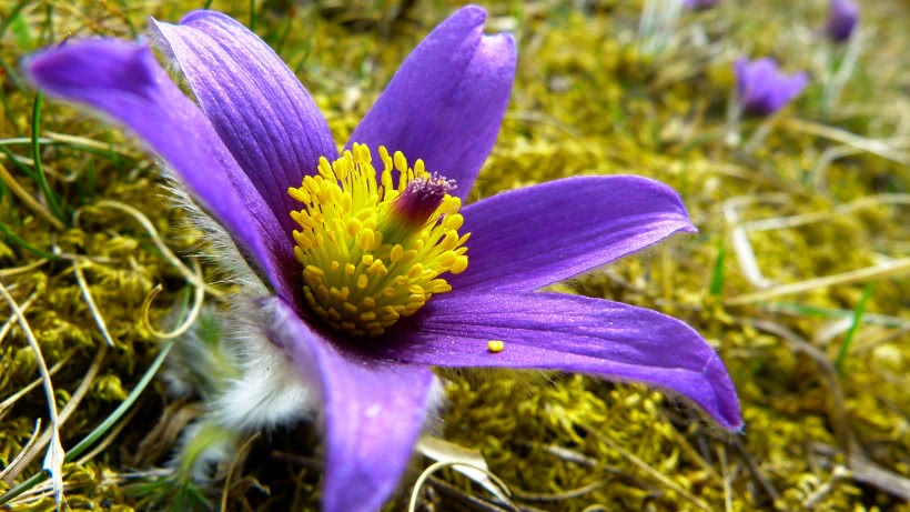 【运势】未来半年运势红火，事业兴旺，机遇很多，天降横财大运的四属相