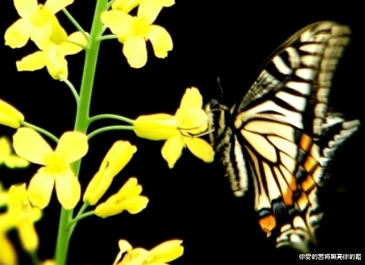 「吉星」7月中旬开始，4属相吉星相伴，事业顺风顺水，生活甜甜蜜蜜