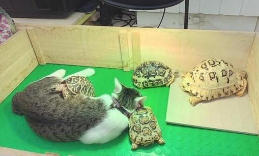 这样的枕头不会硬吗？猫咪爱上家里的乌龟，还跟它们一起睡觉