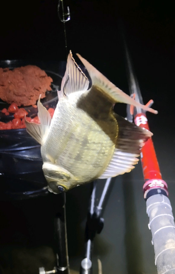 |最近钓鱼就是与蛇同行？多人钓鱼差点被咬，频繁遇蛇怎么办？