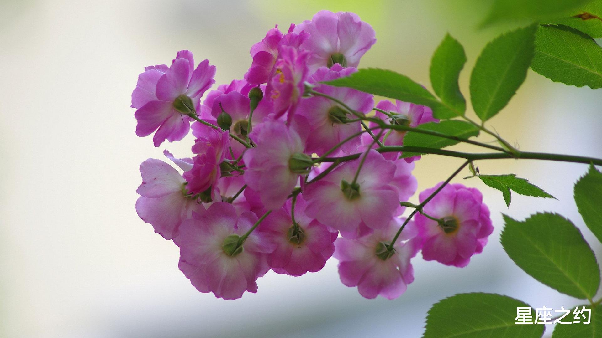 |从11月份开始，积极主动，梦想成真，前途无量的三大星座