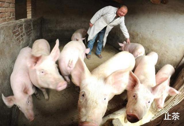 「生猪价格」今日猪价21省下跌，生猪市场一片绿油油，难道真要跌回10元以下？