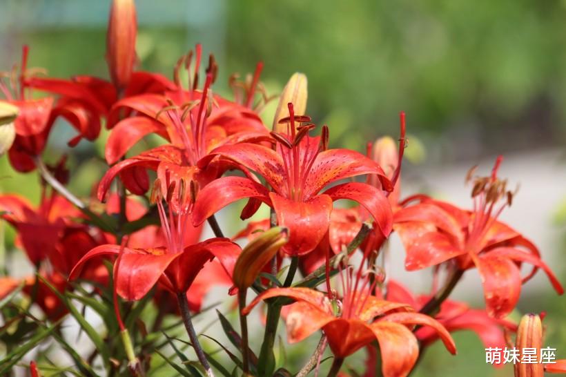 生肖|11月下旬红鸾星动，桃花运逆袭，4生肖喜逢真爱，直奔结婚喜脱单