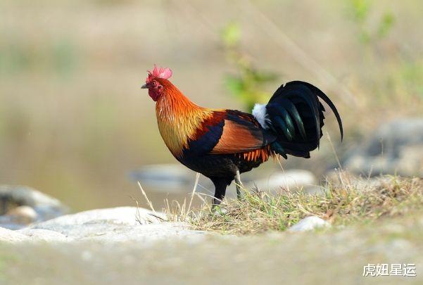 生肖|酉鸡人：近期6天这个人会找上门，是你这辈子最大的贵人要珍惜！