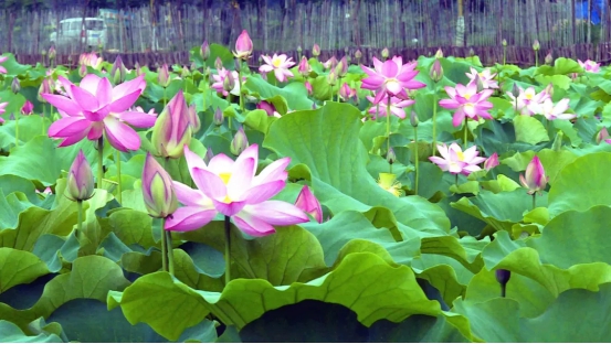 『普者黑』此景只应天上有，人间难得几回见！！！