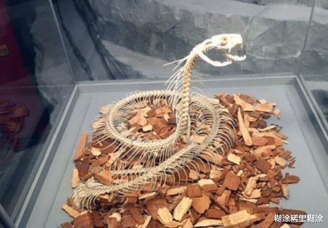 「」五种生物的骨架，大熊猫居然是最丑的，萌属性全没